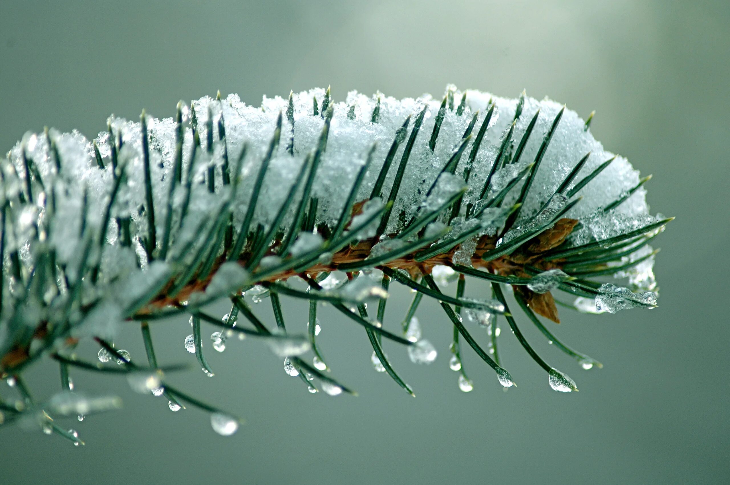 Зимние ели. Хвойные деревья в снегу. Зимняя природа. Ветка сосны с шишками. Зимняя ветка.