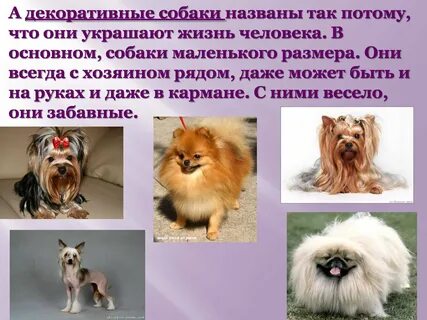 Проект жизнь собак