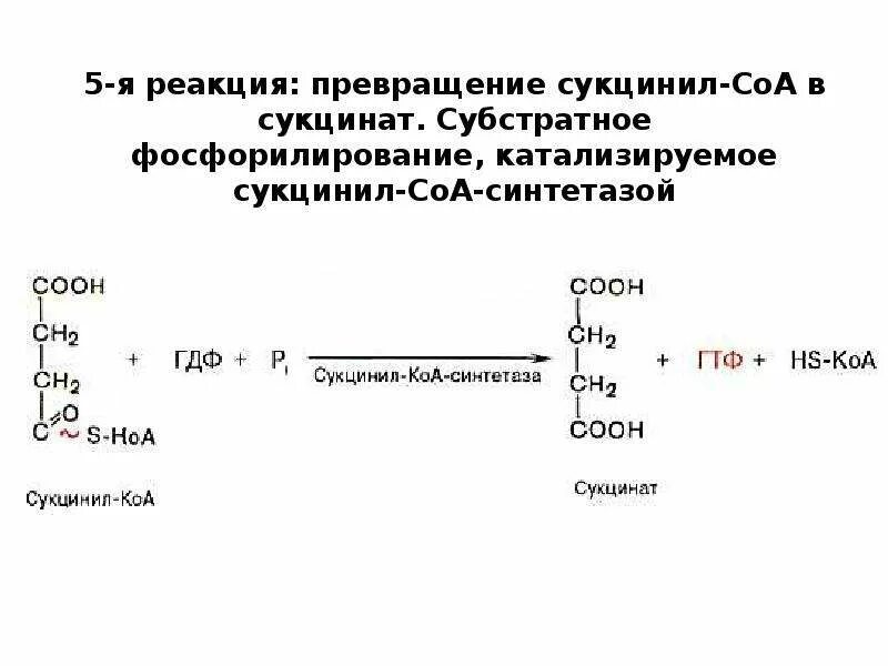 Субстратное фосфорилирование аэробного распада. Субстратное фосфорилирование фосфоенолпируват. Анаэробный распад углеводов гликолиз. Реакция распада углеводов.