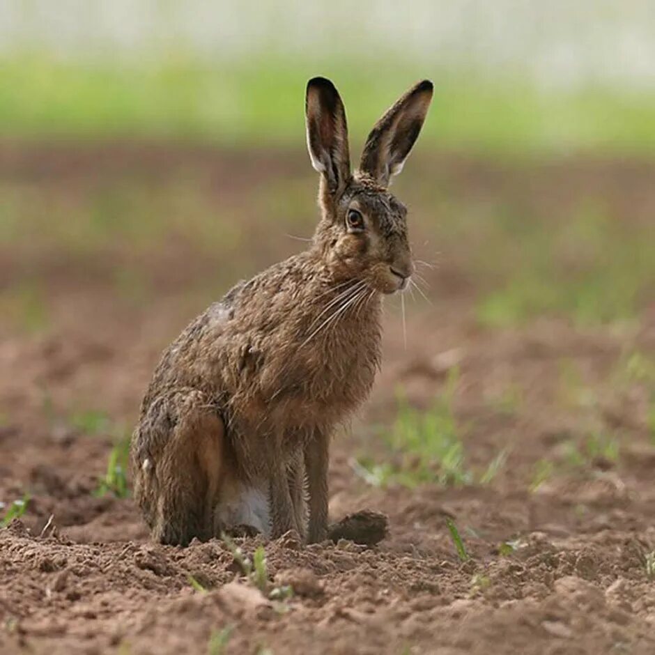 Заяц-русак. Кролик фландр. Удивленный заяц. Заяц в тайге. Одинокий рейнджер кролики.