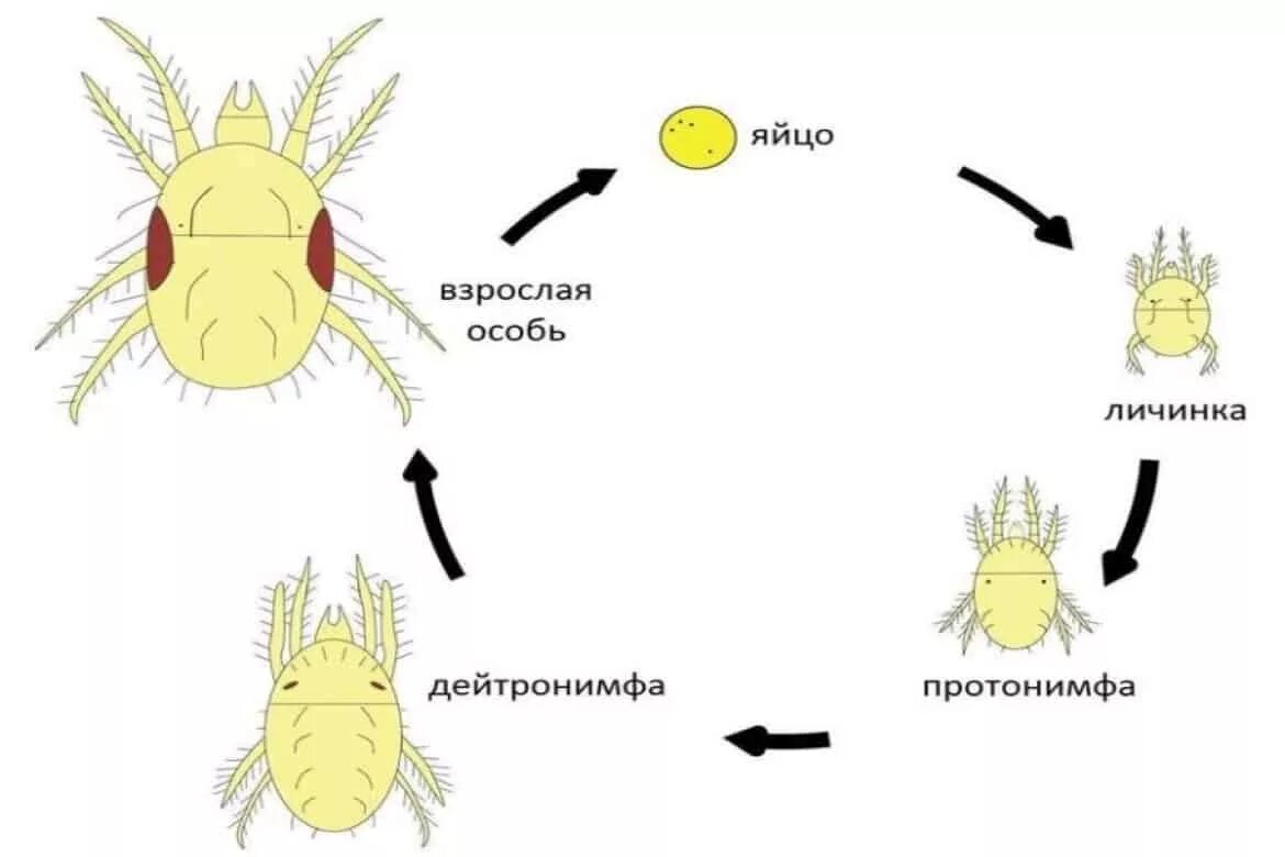 Жизненный цикл таежного клеща. Цикл развития иксодовых клещей схема. Жизненный цикл иксодового клеща. Жизненный цикл иксодового клеща схема. Жизненный цикл краснотелковых клещей.