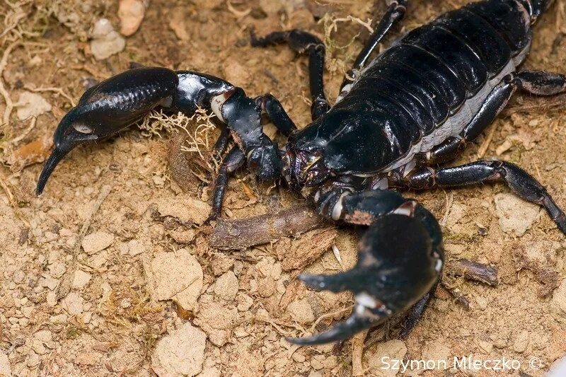 Родственники скорпиона. Heterometrus petersii. Скорпион Heterometrus. Скорпионы рода Heterometrus. Heterometrus Silenus l1.