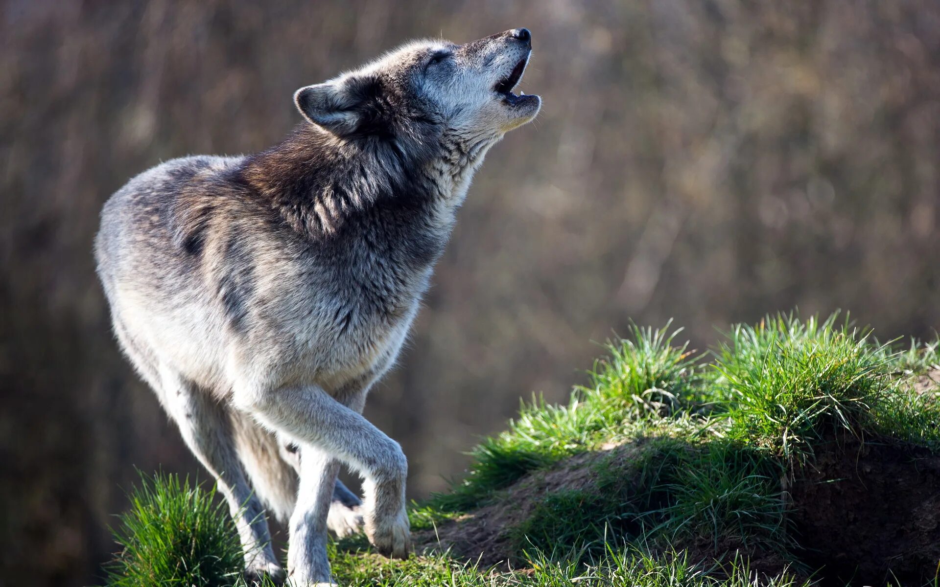 Moly wolf