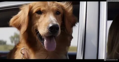 A dog lives in the imperial