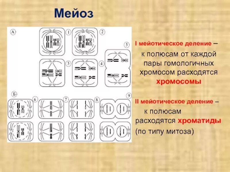 Фазы митоза и мейоза ЕГЭ. Схема мейоза в заданиях. Схема митоза и мейоза. Схема митоза ЕГЭ биология. Тест митоз мейоз с ответами