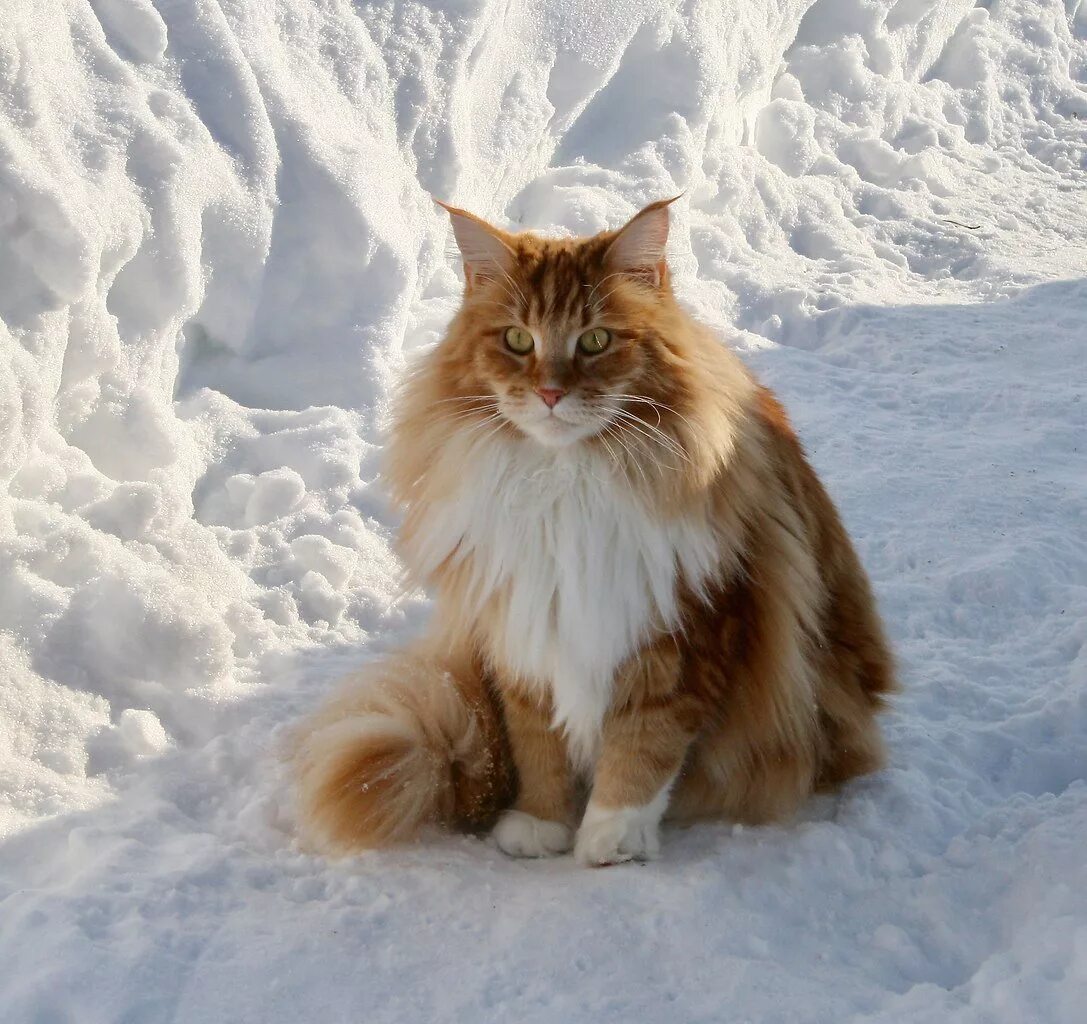 Сибирская норвежская лесная кошка. Норвежская длинношерстная лесная кошка. норвежская лесная тошка. норвежская лесная кошка скоггкэт. норвежская лесная кошка рыжая.