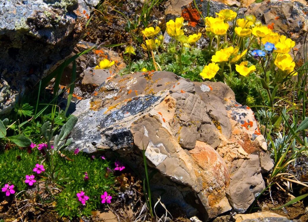 Лютик Альпийский. Каменный цветок в альпийской Горке. Адонис на альпийской Горке.