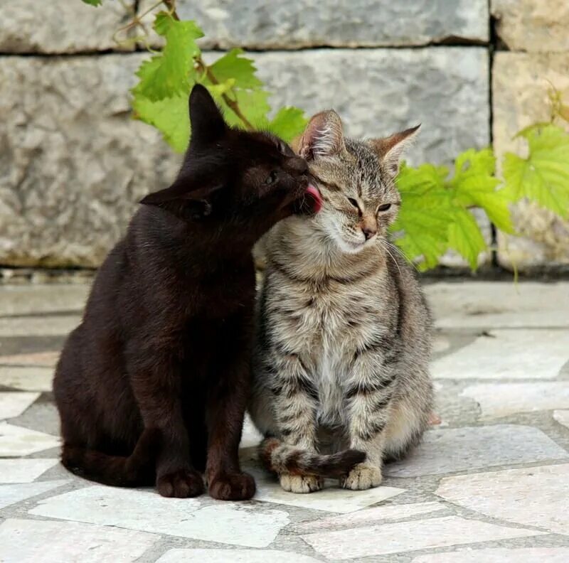 Кошечки любовь. Кошачья любовь. Коты и кошки. Два котика. Влюбленный котик.