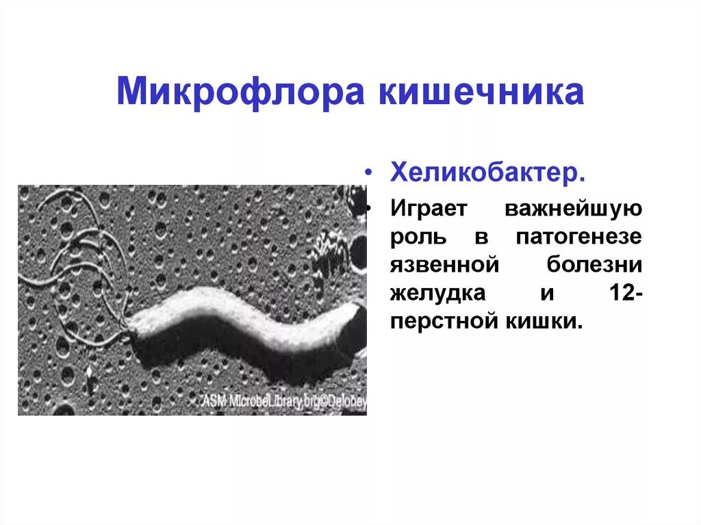 Как улучшить микрофлору желудка
