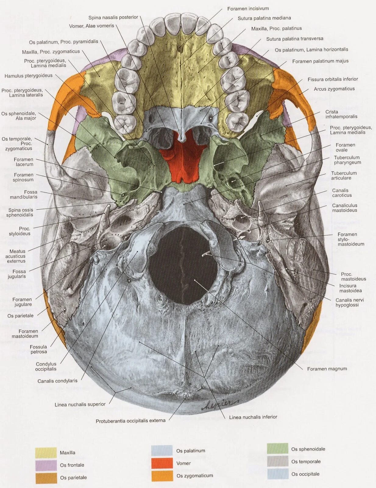 Каналис каротикус. Canalis opticus на клиновидной кости. Canalis pterygoideus на черепе. Каналис птеригоидеус. Canalis pterygoideus на основании черепа.