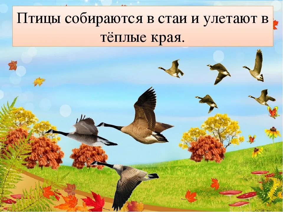 Птицы улетают осенью песня. Птицы улетают на Юг. Птицы улетают в теплые края. Осенью птицы улетают в теплые края. Птицы улетают осенью.