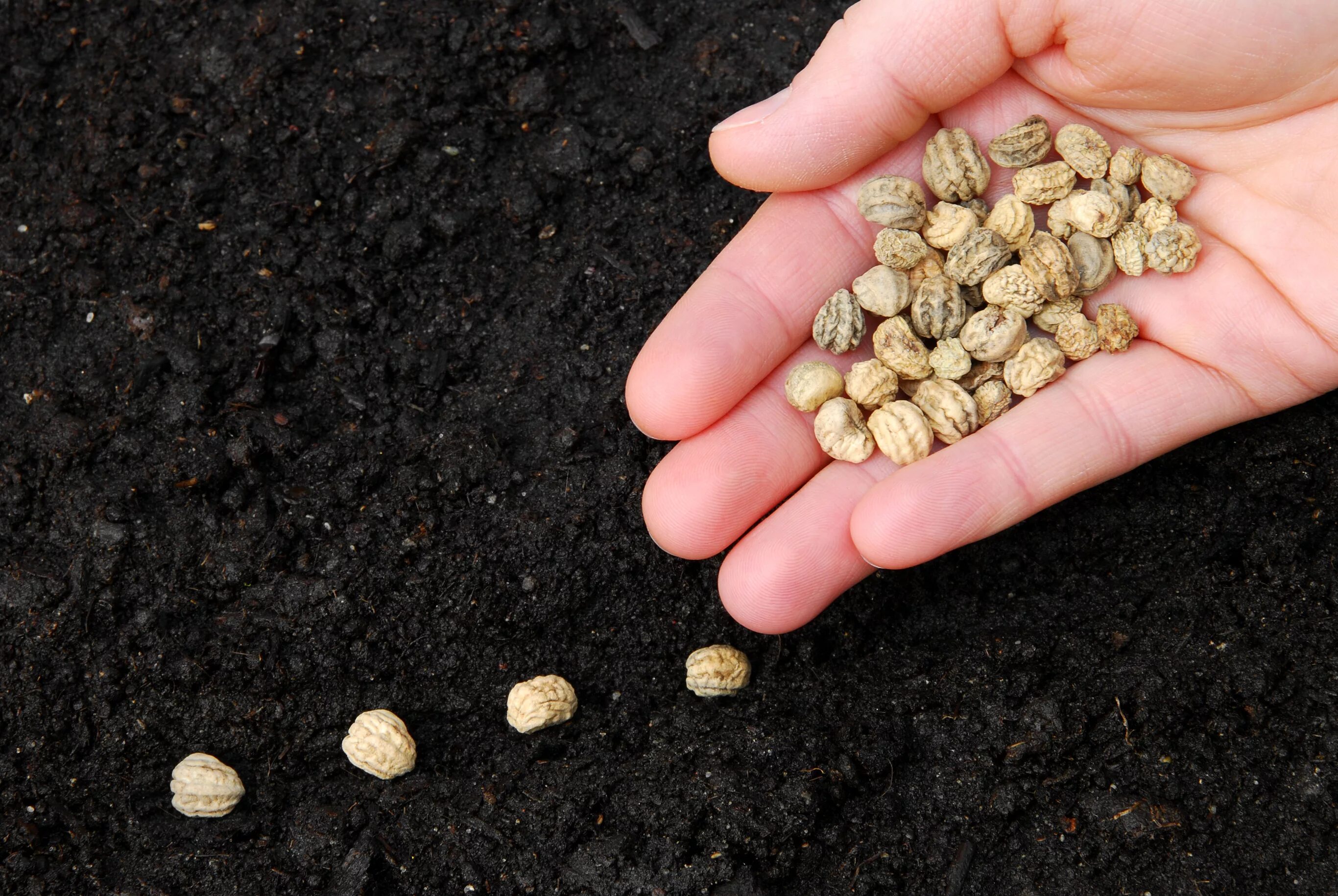 Семена 2014 года. Семена растений. Семена для посева. Семена сорных растений. Seeds семена.