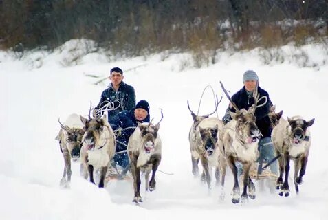 По мнению эвенков олени упали 4 буквы