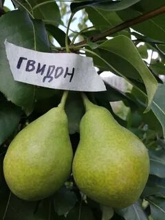 Груши для урала отзывы