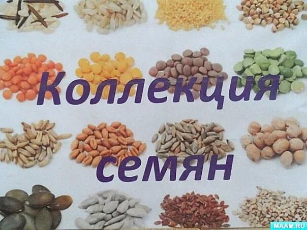 Собрал крупнейшую коллекцию семян культурных. Собрал крупнейшую коллекцию семян культурных