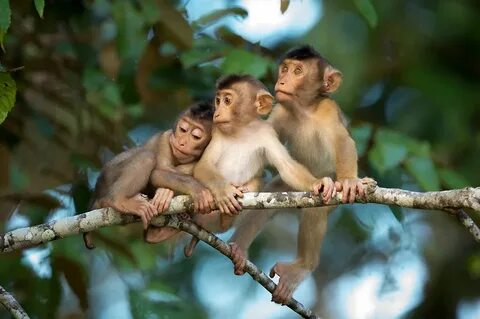 Baby monkey videos