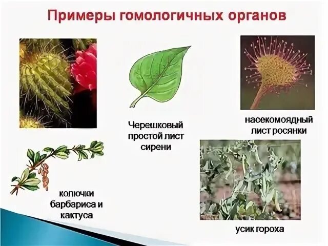 Пример аналогичного явления у растений