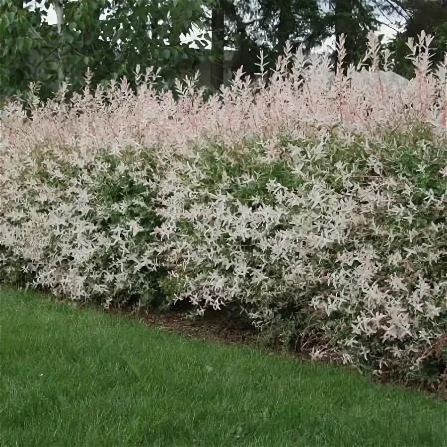Кустарник хакуро нишики фото Tri Color Willow Trees for Sale  Front yard landscaping, Small