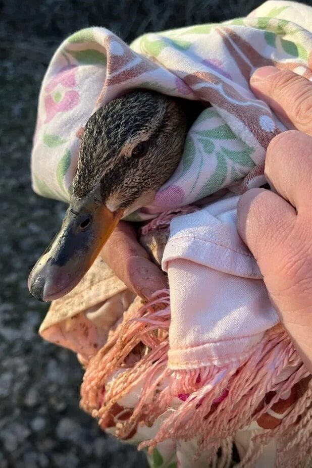 Гаршин лягушка путешественница утки. Уточка в шляпке. Утенок с фотоаппаратом. Утенок с фотоаппаратом. Утенок подарки.