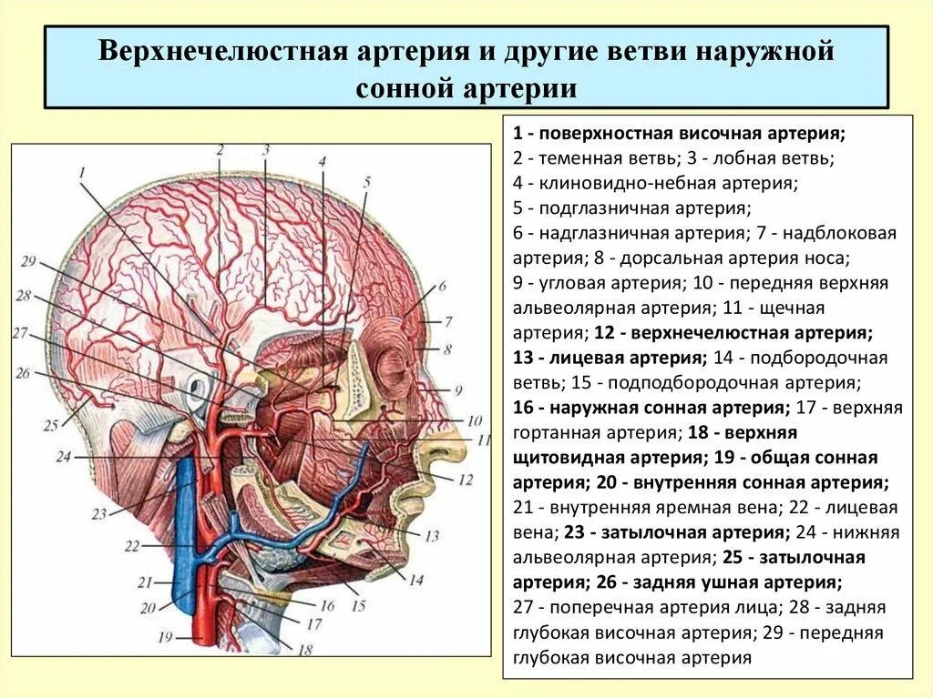 Нижнечелюстная артерия топография. Наружная и внутренняя Сонная артерия анатомия. Наружная Сонная артерия топография. Наружная Сонная артерия анатомия топография. Сонные артерии на лице