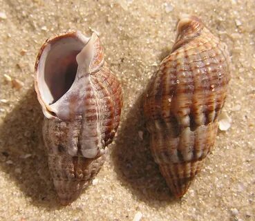 Mollusca