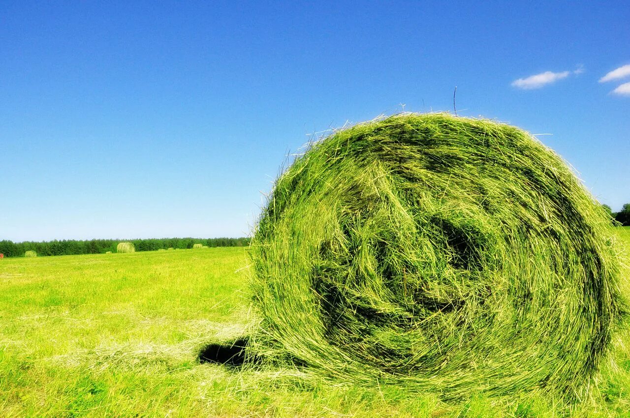 Трава не скошена на деревьях желтели. Овсяница газон проплешины. Коса косить траву. Трава не скошена на деревьях желтели. Скошенная трава.