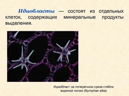 Отдельные клетки