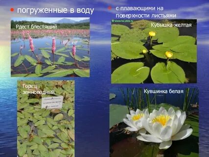 Какие животные пресных вод нуждаются в охране