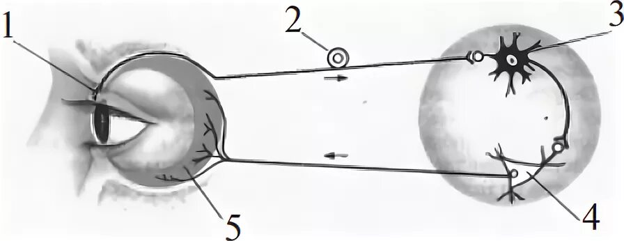 Схема рефлекторной дуги мигательного рефлекса. Рефлекторная дуга мигательного рефлекса. Схему рефлекторной дуги условного мигательного рефлекса. Дуга мигательного рефлекса рисунок.
