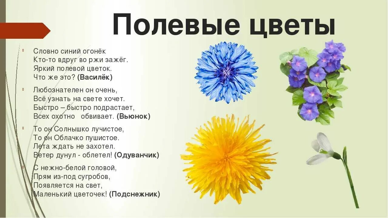 Василек стих. Загадки про цветы. Стихи о цветах для детей. Загадки про цветы для детей. Загадки о цветах для дошкольников.