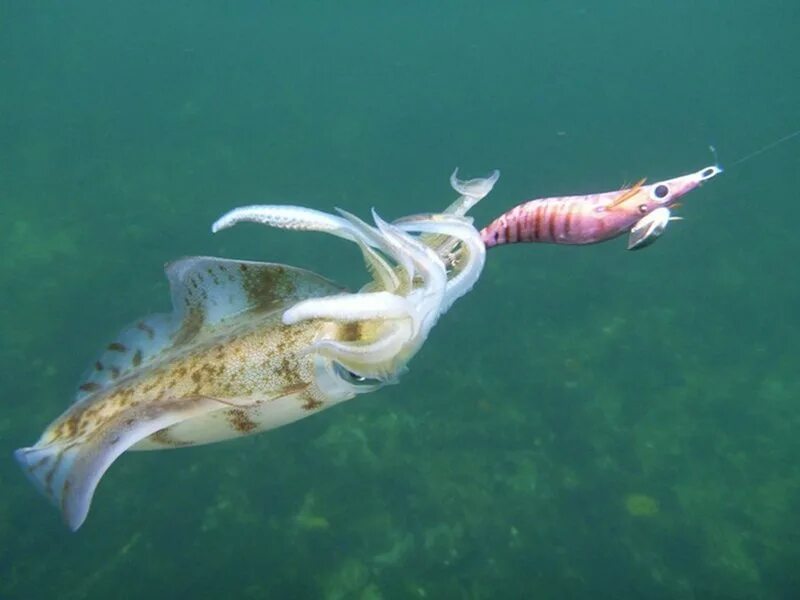 Снасть на кальмара. Речная каракатица наживка. Кальмар охотится. Кальмар рыба. Ловля кальмара