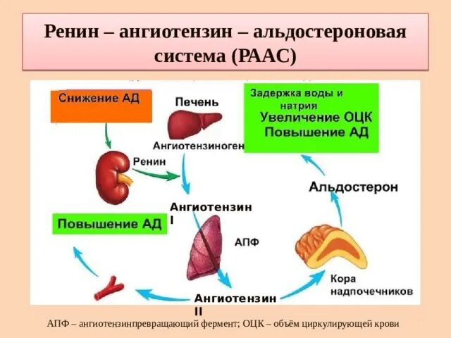 Апф фермент. Ренин-ангиотензин-альдостероновой системы (РААС). Ренин ангиотензин система. Ренин-ангиотензиновая система схема. Ренин-ангиотензин-альдостероновая система почки.