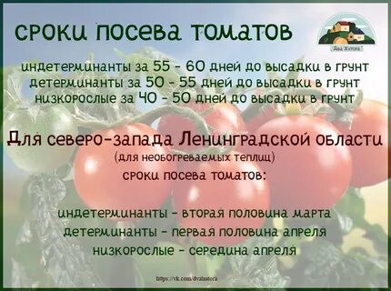 Сроки посадки томатов