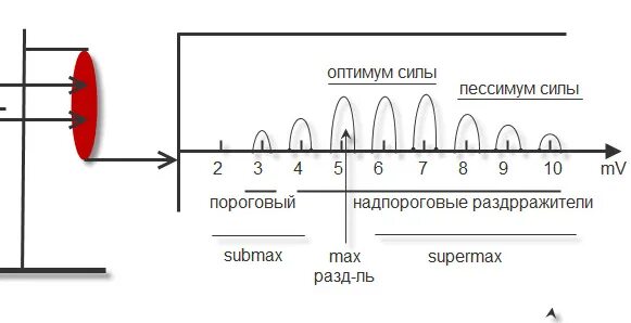 Оптимум и пессимум частоты раздражения
