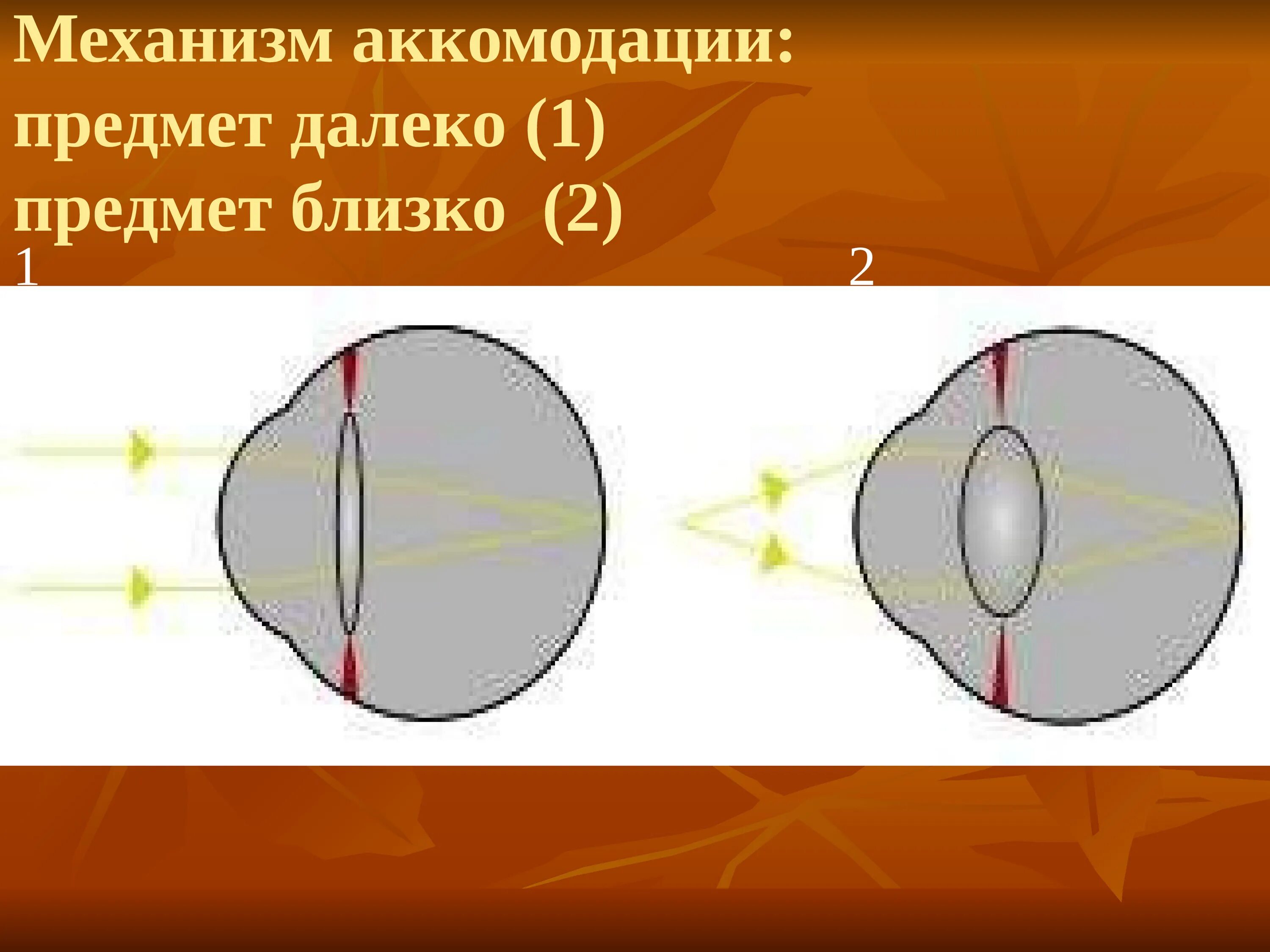 Аккомодация рисунок. Механизм аккомодации глаза. Схема аккомодации хрусталика. Мышцы аккомодации глаза. Мышцы участвующие в аккомодации глаза.