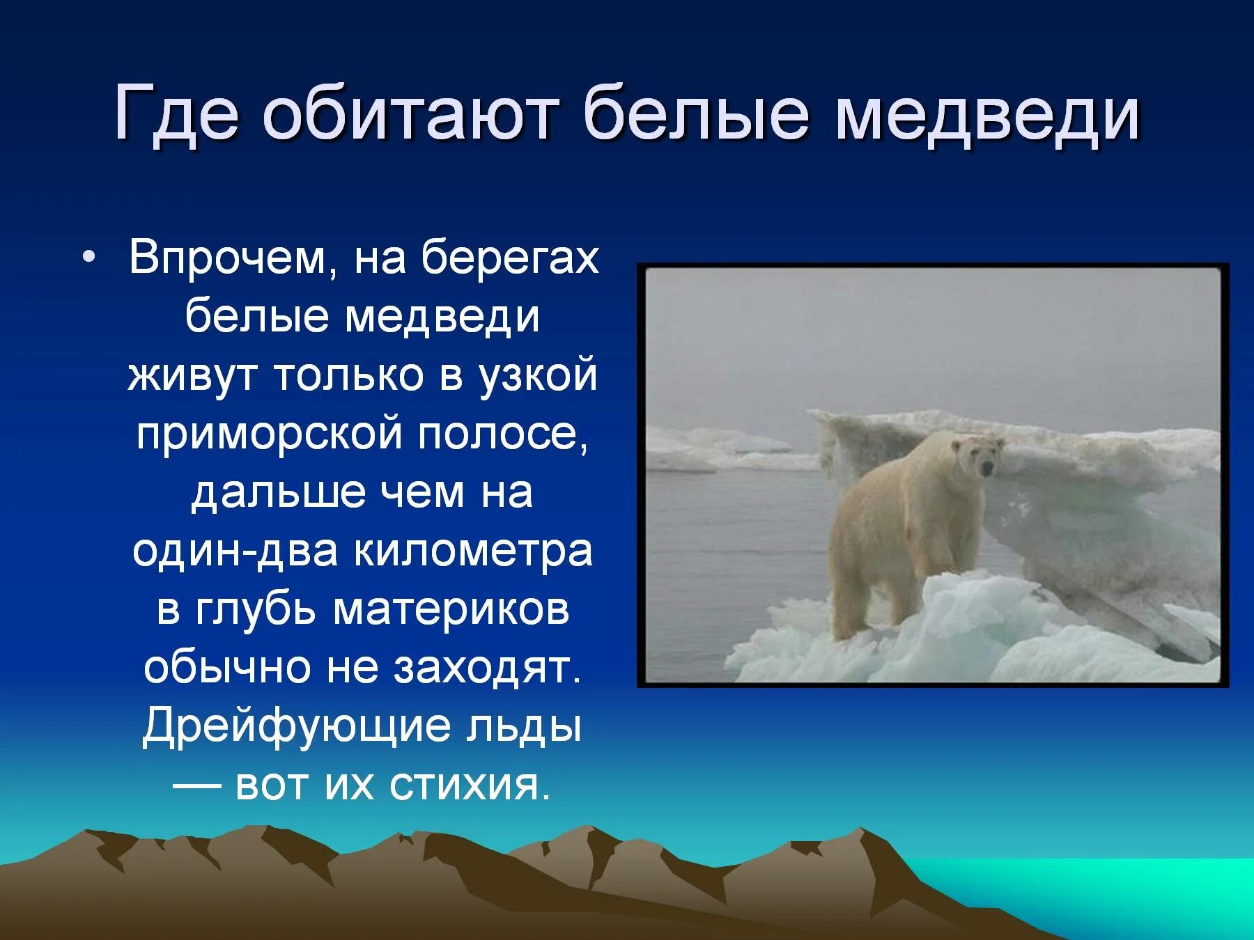 Белый медведь где обитает на каком. Где живут белые медведи. Где обитает белый медведь. Где живот белый медведь. Где живо бедые медвиеди.