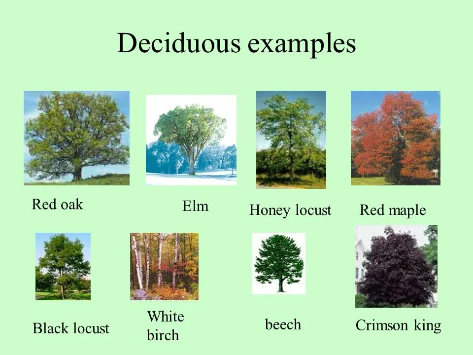 Бук какая природная зона. Deciduous Trees. Клен в какой природной зоне растет. Oak, Maple, Beech, and Elm. Deciduous Trees examples.