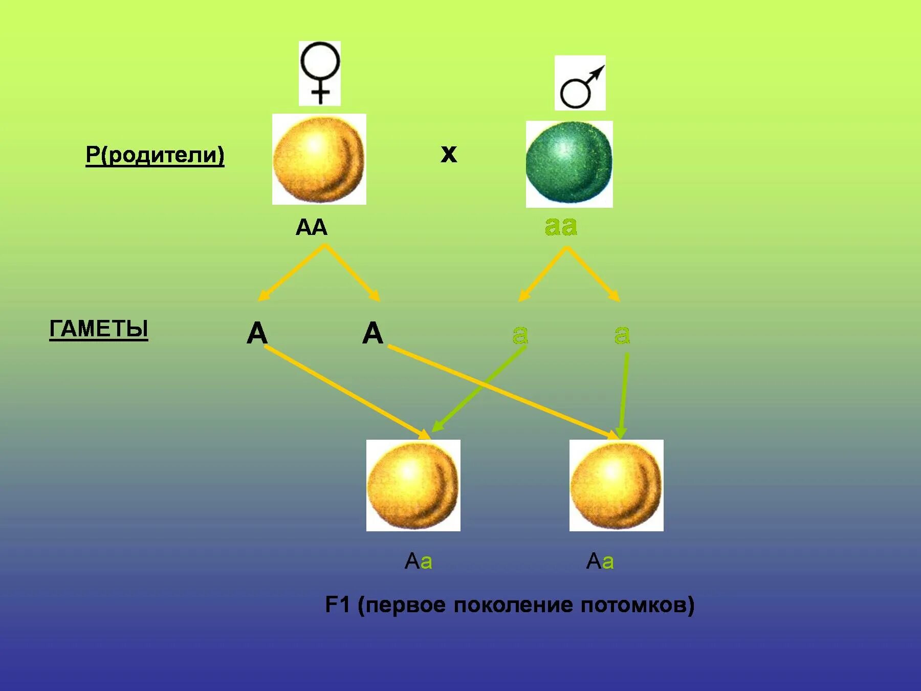Родители аа аа