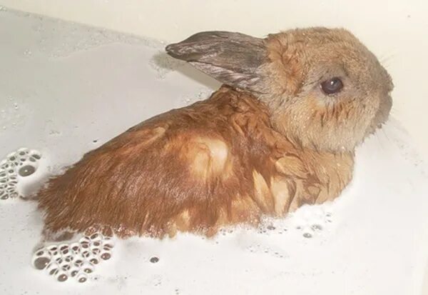 Можно ли мыть кролика декоративного. Кролик купается. Купание кролика декоративного. Кролик моется.