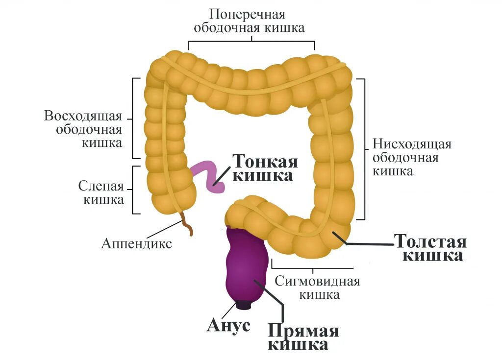 Строение Толстого кишечника и сигмовидной кишки. Проксимальный отдел сигмовидной кишки. Поперечно ободочная кишка анатомия. Ободочная кишка анатомия человека.