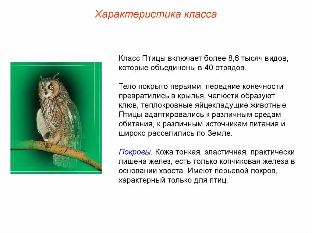 Характеристика класса птицы кратко. Класс птицы общая характеристика 7 класс. Таблица строение птиц биология 7 класс. Общая характеристика птиц 7 класс биология по пунктам. Характеристика класса птицы.