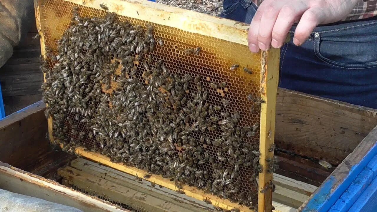Пчелы 1 разбор. Облет пчел весной. Первый облет пчел. Осмотр пчелиных семей. Весенний очистительный облет пчел.