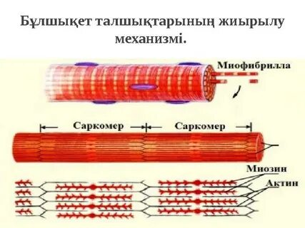 Футболшының денесін бояйтын порно