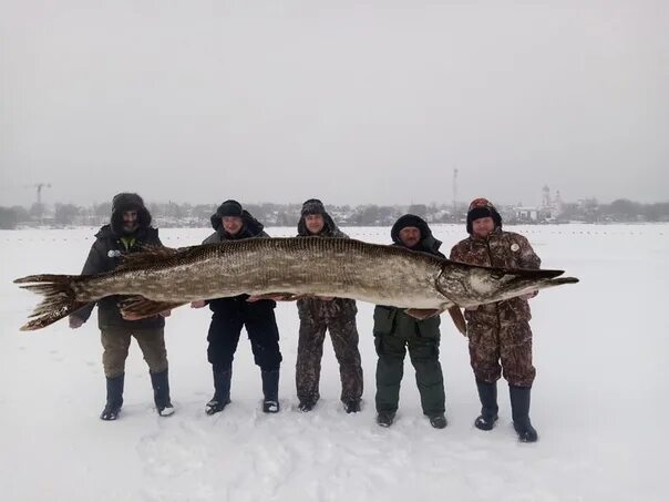 Щуки монстры. Гигантские щуки монстры. Огромная щука. Самая большая пойманная щука.