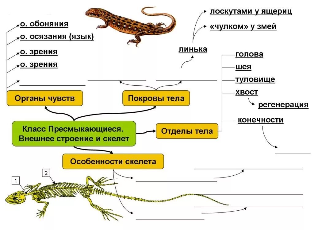 Контрольная работа рептилии. Конспект по биологии 7 класс пресмыкающиеся или рептилии. Опорная схема земноводные. Внешнее строение земноводных и пресмыкающихся. Земноводные строение скелета 7 класс биология.