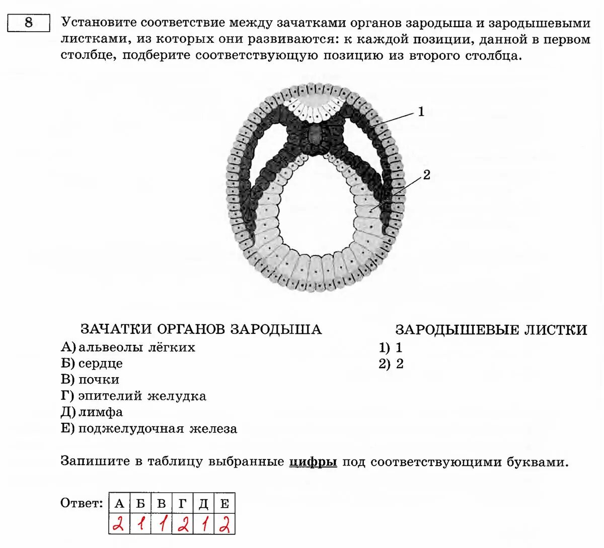 Между структурами и зародышевыми листками. Между структурами и зародышевыми листками