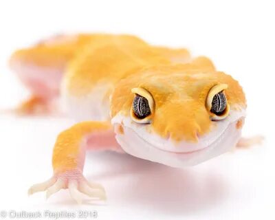 Like gecko