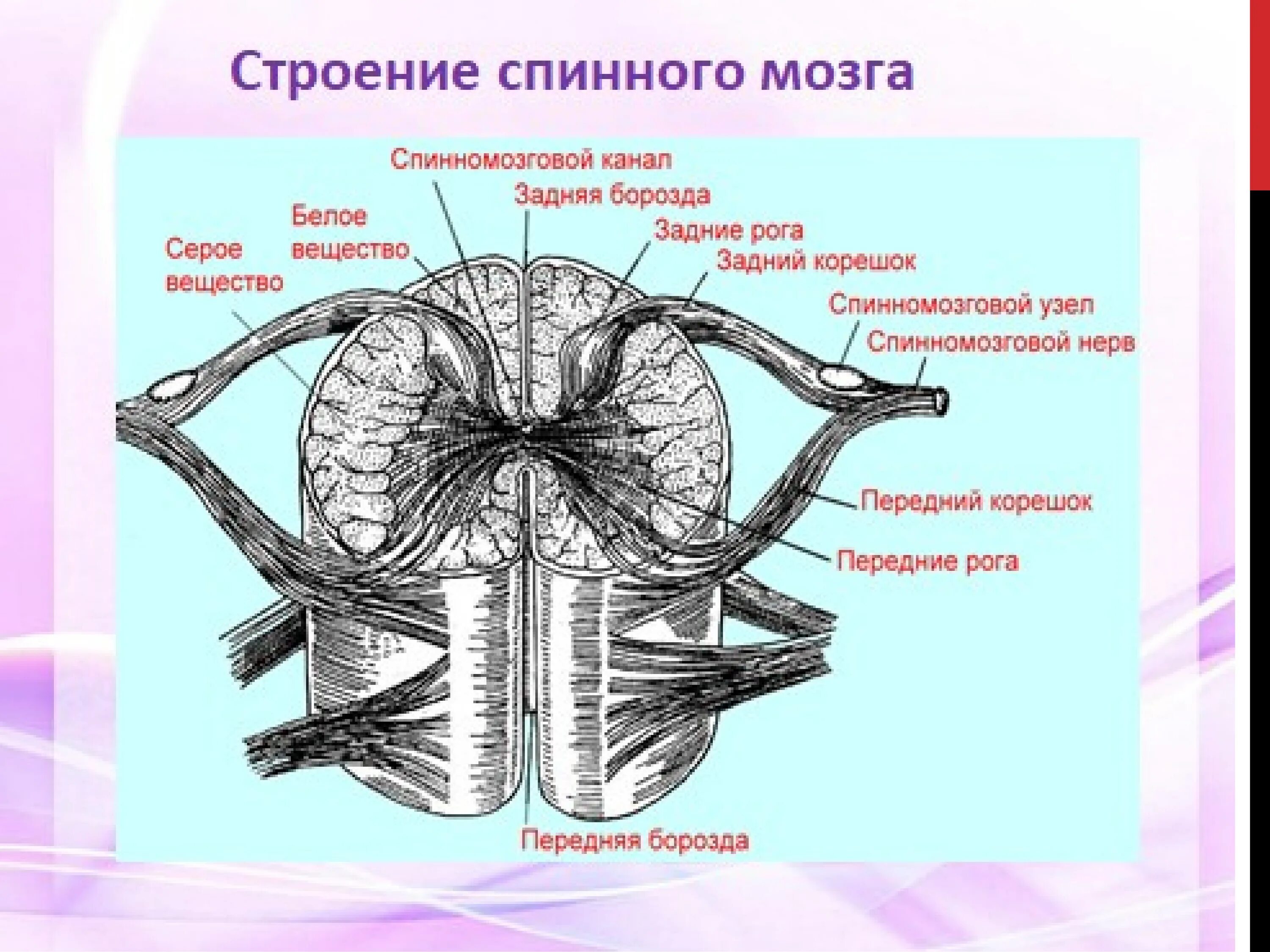 Центральный спинномозговой канал. Наружнеее строение спинного мозга. Наружное и внутреннее строение спинного мозга. Структура внутреннего строения спинного мозга. Рис 61 спинной мозг.