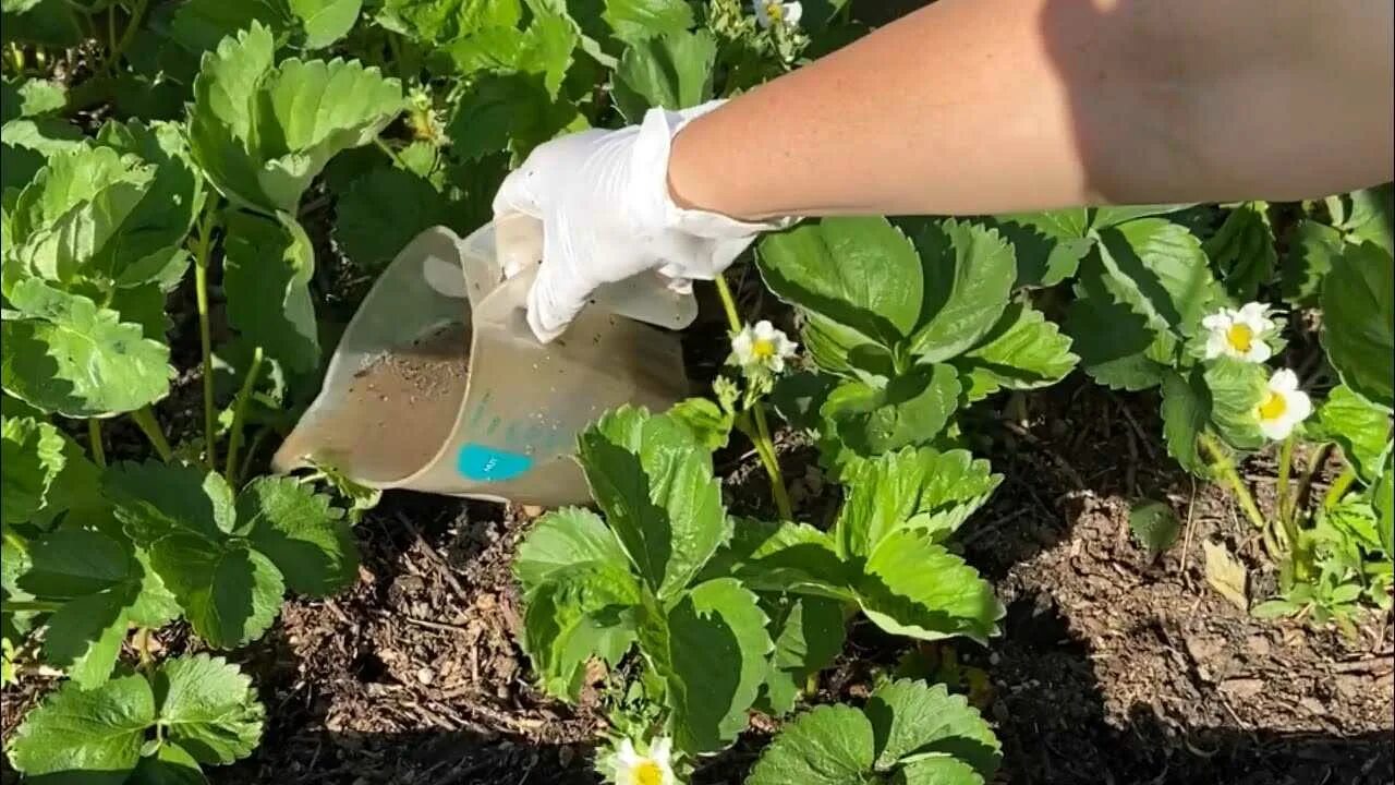 Можно подкормить клубнику золой весной. Сорняк в клубнике. Клубника цветение подкормка. Подкормка клубники от Бауэр. Подкормка клубники в мае до цветения.