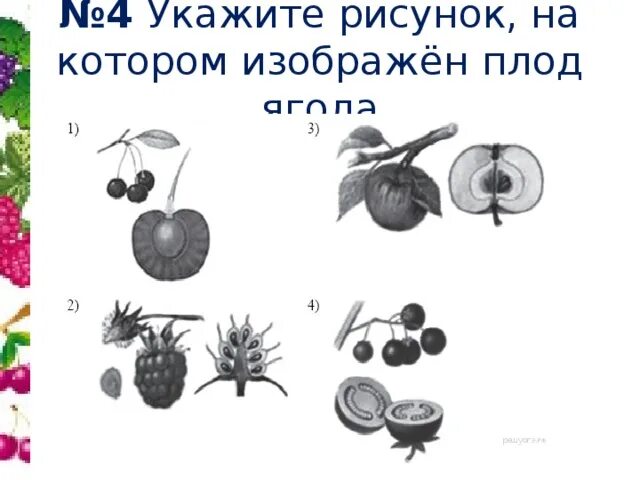 Какие типы плодов изображены на рисунке. Плоды растений. Плоды растений задания. Строение плода ягода. Типы плодов рисунок.